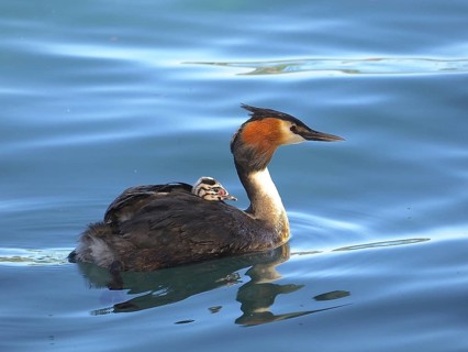 Great crested grebe with downy chicks (Podiceps cristatus)