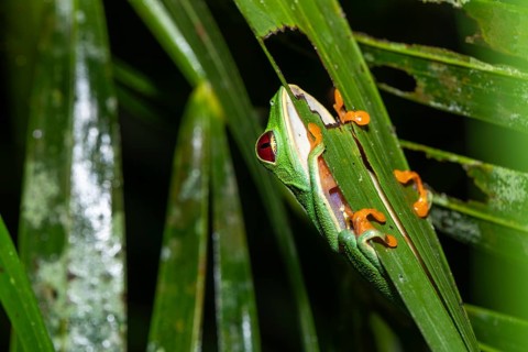Underside macro shot of a Red-Eyed Tree Frog (Agalychnis callidryas). View focuses on its white