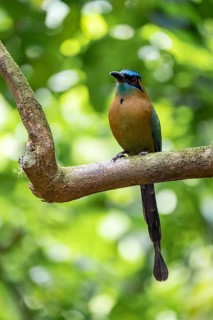 Blue-crowned motmot (Momotus lessonii), colourful bird sitting on a branch, tropical rainforest,