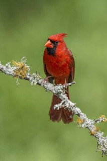 Northern Cardinal (Cardinalis cardinalis) male perched on a twig, Texas, USA