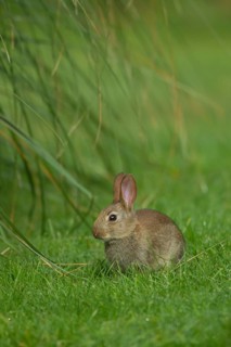 Rabbit (Oryctolagus cuniculus) juvenile baby animal on a garden lawn, Norfolk, England, United