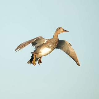 A frieze duck gracefully soars through the clear blue sky over Puebla de BeleÃ±a, Spain. Its wings