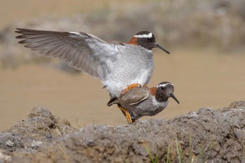 Diademed Plover (Phegornis mitchellii) pair mating, Santiago Metropolitan, Chile