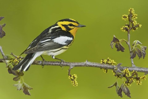 Blackburnian Warbler (Setophaga fusca) male, Ontario, Canada