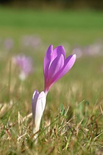 Autumn crocus (Colchicum autumnale), half-opened flowers in a meadow, endangered, protected