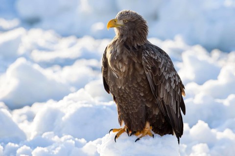 White-tailed Eagle (Haliaeetus albicilla) on snow, Hokkaido, Japan