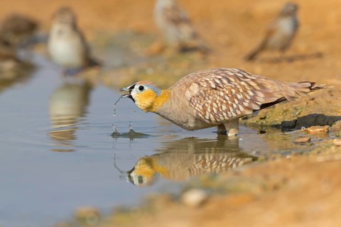 Crowned flying fowl, (Pterocles coronatus), North America, Middle East, family of flying fowl,