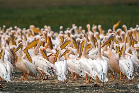 White pelicans (Pelecanus onocrotalus), South Africa