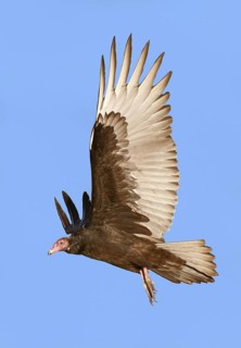 Turkey Vulture (Cathartes aura), Texas, USA