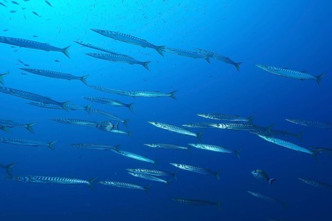 European barracuda (Sphyraena sphyraena)