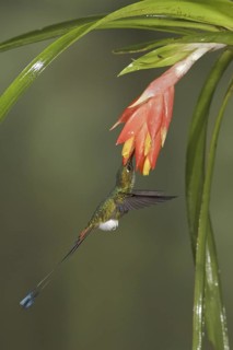 Booted Racket-tail (Ocreatus underwoodii), Ecuador