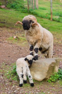 A male Valais Blacknose sheep and a lamb (Avis Aries) stand on a pasture on hilly ground