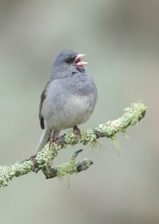 Slate-colored Junco (Junco hyemalis hyemalis) singing, Colorado, USA