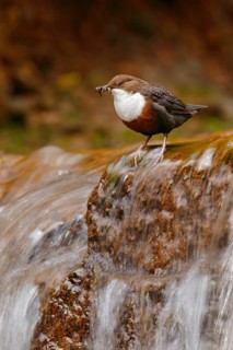 White-throated Dipper, Cinclus cinclus, brown bird with white throat in the river, waterfall in the