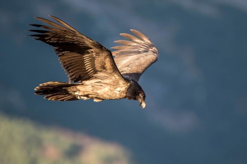 Bearded Vulture (Gypaetus barbatus) juvenile flying, Aragon, Spain