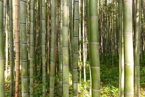 Tall, serene bamboo stalks fill the lush Arashiyama forest in Kyoto, Japan, creating a tranquil,