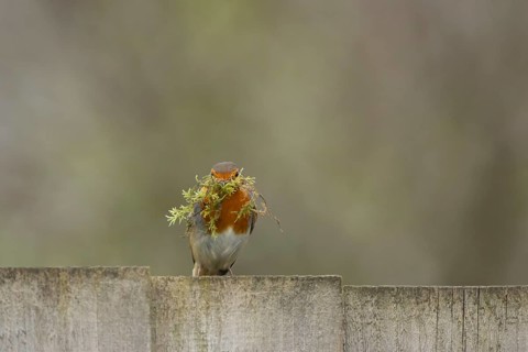 European robin (Erithacus rubecula) adult garden bird with nesting material in its beak on a wooden