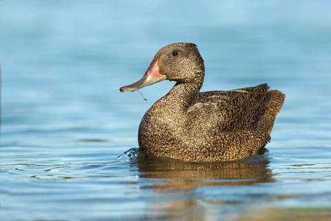 Freckled Duck (Stictonetta naevosa) male, Victoria, Australia