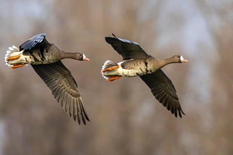 Greater White-fronted Goose (Anser albifrons) flying, North Rhine-Westphalia, Germany