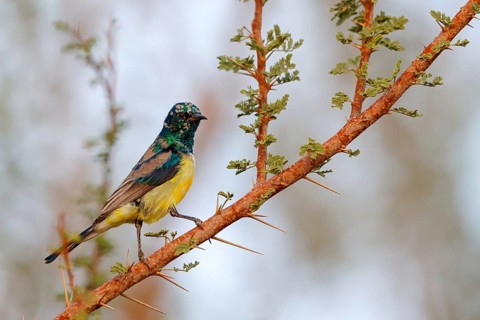 Honeybird, (Anthodiaeta metallica), perching warbler, honey sucker, family of passerines, Mudday,