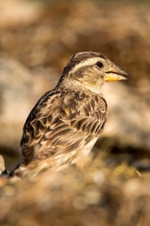 Rock Sparrow (Petronia petronia), Castile and Leon, Spain