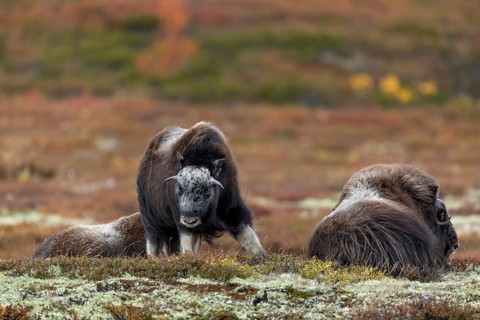 This musk ox calf (Ovibos moschatus) is visibly bored, a behaviour that can often be observed,