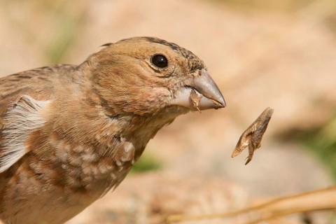 Eurasian Crimson-winged Finch (Rhodopechys sanguineus) female, Morocco