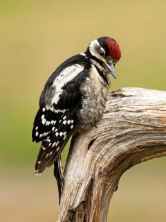 Great Spotted Woodpecker (Dendrocopos major) juvenile, Smaland, Sweden
