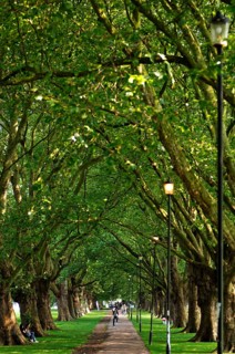 Plane tree avenue (Platanus hispanica) in Jesus Green Park, Cambridge, Cambridgeshire, England,