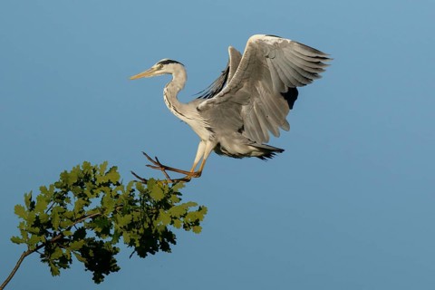 Grey Heron (Ardea cinerea) approaching to tree, North Rhine-Westphalia, Germany