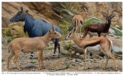 Display board antelopes, historical illustration, digitally processed, animal world, animal