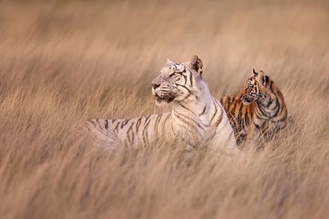 Bengal Tiger (Panthera tigris) white morph mother with cub, captive, Philippolis, South Africa