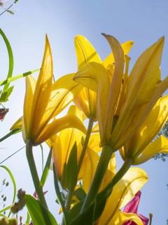 Yellow lily (Lilium cultorum) in front of a blue sky, photographed from a frog's perspective