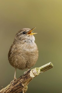 Eurasian Wren (Troglodytes troglodytes) singing, Bavaria, Germany
