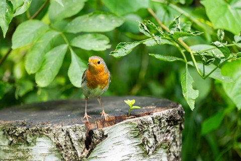 European robin (Erithacus rubecula) sitting on a rock, Bavaria, Germany