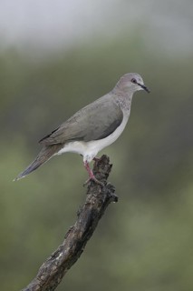 White-tipped Dove (Leptotila verreauxi), Texas, USA