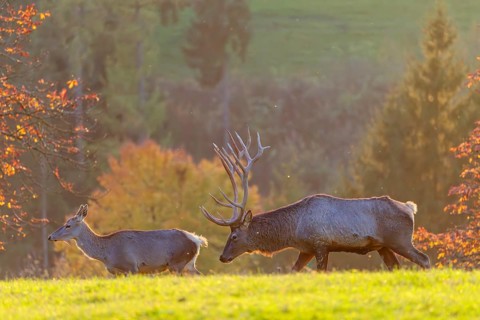 An Altai maral stag (Cervus canadensis sibiricus) checks a female for readiness to mate. A tree in