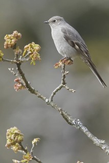 Townsend's Solitaire (Myadestes townsendi), British Columbia, Canada