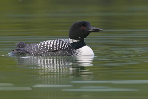 Great Northern Loon (Gavia immer), Alberta, Canada