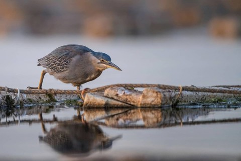 Striated Heron (Butorides striata) foraging, Thies, Senegal