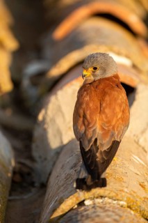 Lesser Kestrel (Falco naumanni) male on a roof, Castile-La Mancha, Spain
