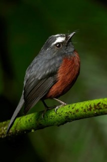 Slaty-backed Chat-tyrant (Ochthoeca cinnamomeiventris) perched on a branch in the Andes mountains