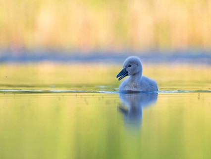Mute Swan (Cygnus olor) chick, Mecklenburg-Western Pomerania, Germany