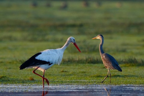 White Stork & Grey Heron (Ciconia ciconia & Ardea cinerea) foraging, North Rhine-Westphalia,