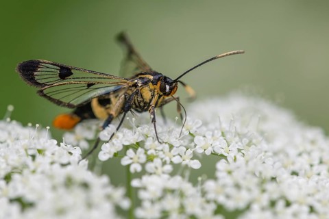 Large birch glasswing (Synanthedon scoliaeformis), Ahlhorn, Lower Saxony, Germany