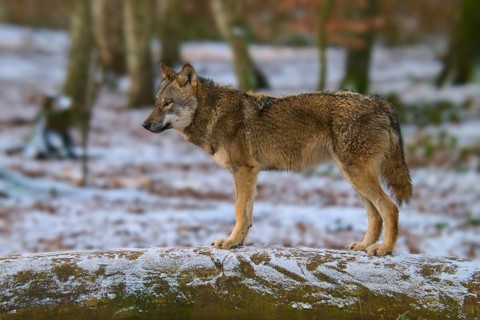 A wolf standing alone on a tree trunk in a snow-covered forest, winter, wolf (Canis lupus), Germany