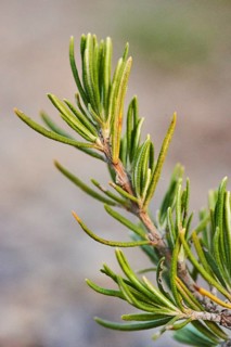 Rosemary (Salvia rosmarinus), growing at Mount "La Talaia del Montmell" at evening, Catalonia,