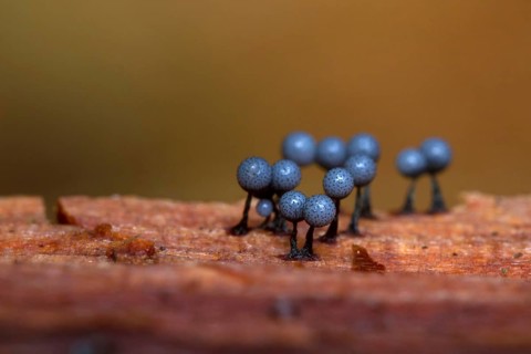 Zandkleurig Lantaarntje, Cribraria argillacea