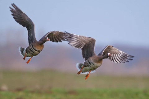 Greater White-fronted Goose (Anser albifrons) flying, North Rhine-Westphalia, Germany