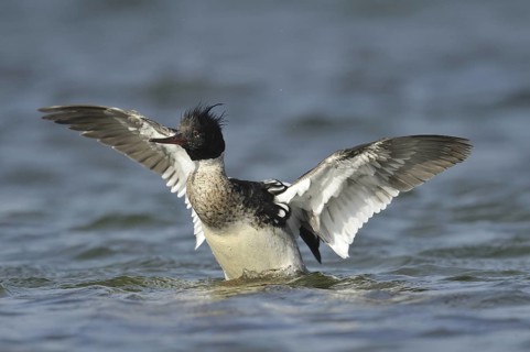 Red-breasted Merganser (Mergus serrator) male, Denmark